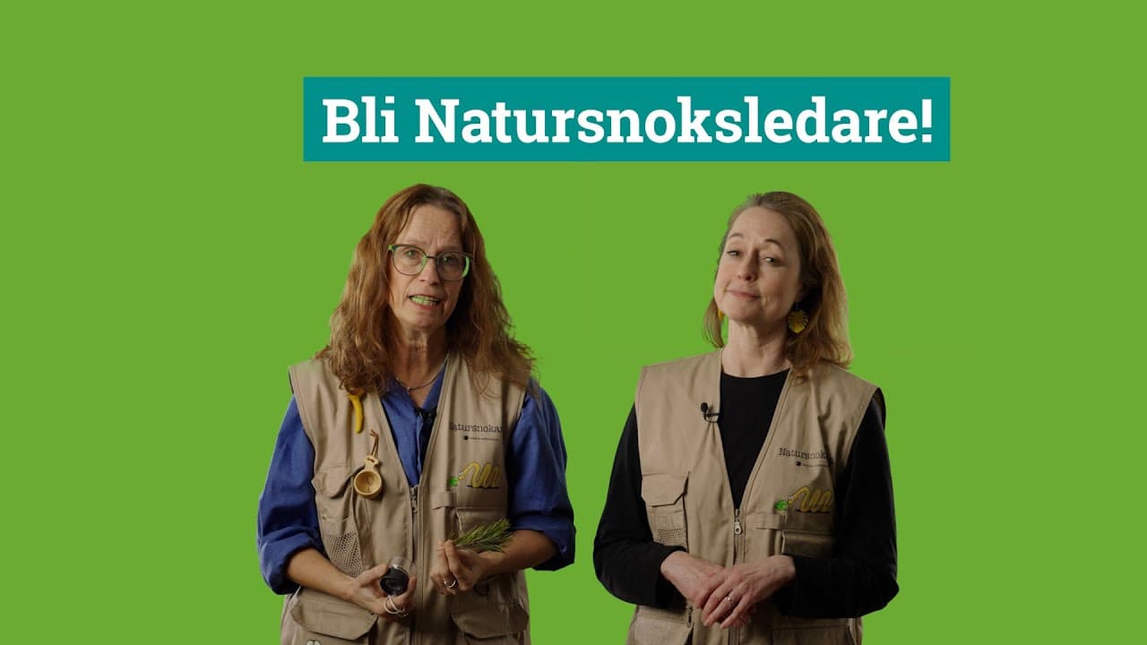 Bild från youtube-video